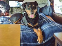VW Dogs