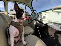 VW Dogs