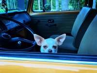 VW Dogs