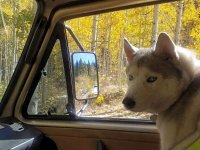 VW Dogs