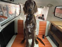 VW Dogs