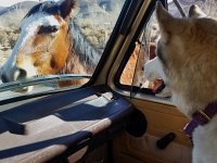 VW Dogs