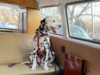 VW Dogs