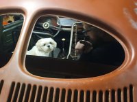 VW Dogs