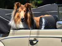 VW Dogs