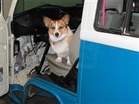 VW Dogs