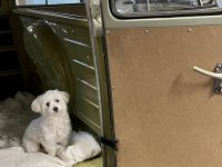 VW Dogs