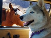 VW Dogs