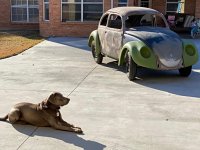 VW Dogs