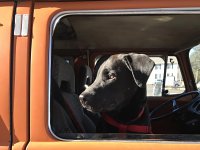 VW Dogs