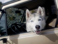 VW Dogs