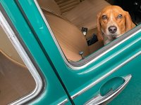 VW Dogs