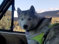 VW Dogs
