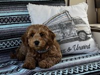 VW Dogs