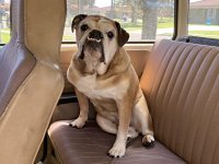 VW Dogs