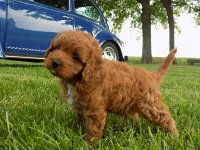 VW Dogs