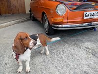 VW Dogs