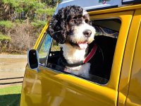 VW Dogs