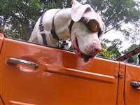 VW Dogs
