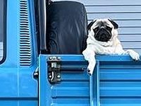 VW Dogs
