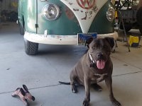 VW Dogs