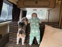 VW Dogs