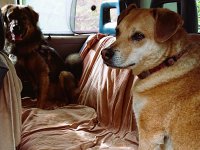 VW Dogs