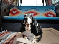 VW Dogs