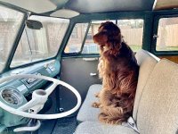 VW Dogs