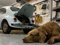 VW Dogs