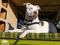 VW Dogs