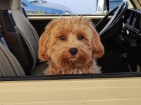 VW Dogs