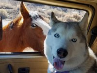 VW Dogs