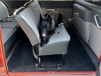 VW Dogs