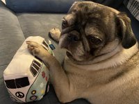 VW Dogs