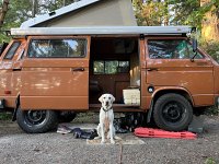 VW Dogs