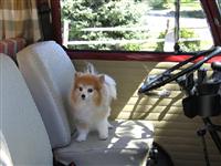 VW Dogs