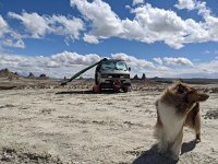 VW Dogs