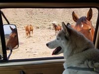 VW Dogs