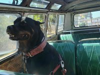 VW Dogs