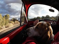 VW Dogs