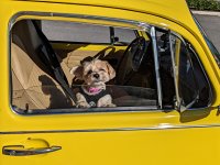 VW Dogs
