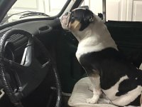 VW Dogs