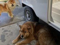 VW Dogs