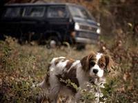 VW Dogs