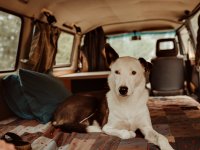 VW Dogs