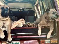 VW Dogs