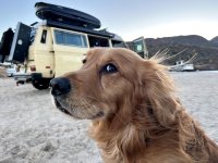 VW Dogs