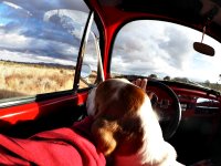 VW Dogs