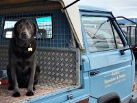 VW Dogs